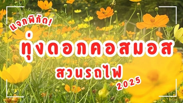 แจกพิกัด! ถ่ายรูปสวย ทุ่งคอสมอส สวนรถไฟ 2025 สุดปัง !