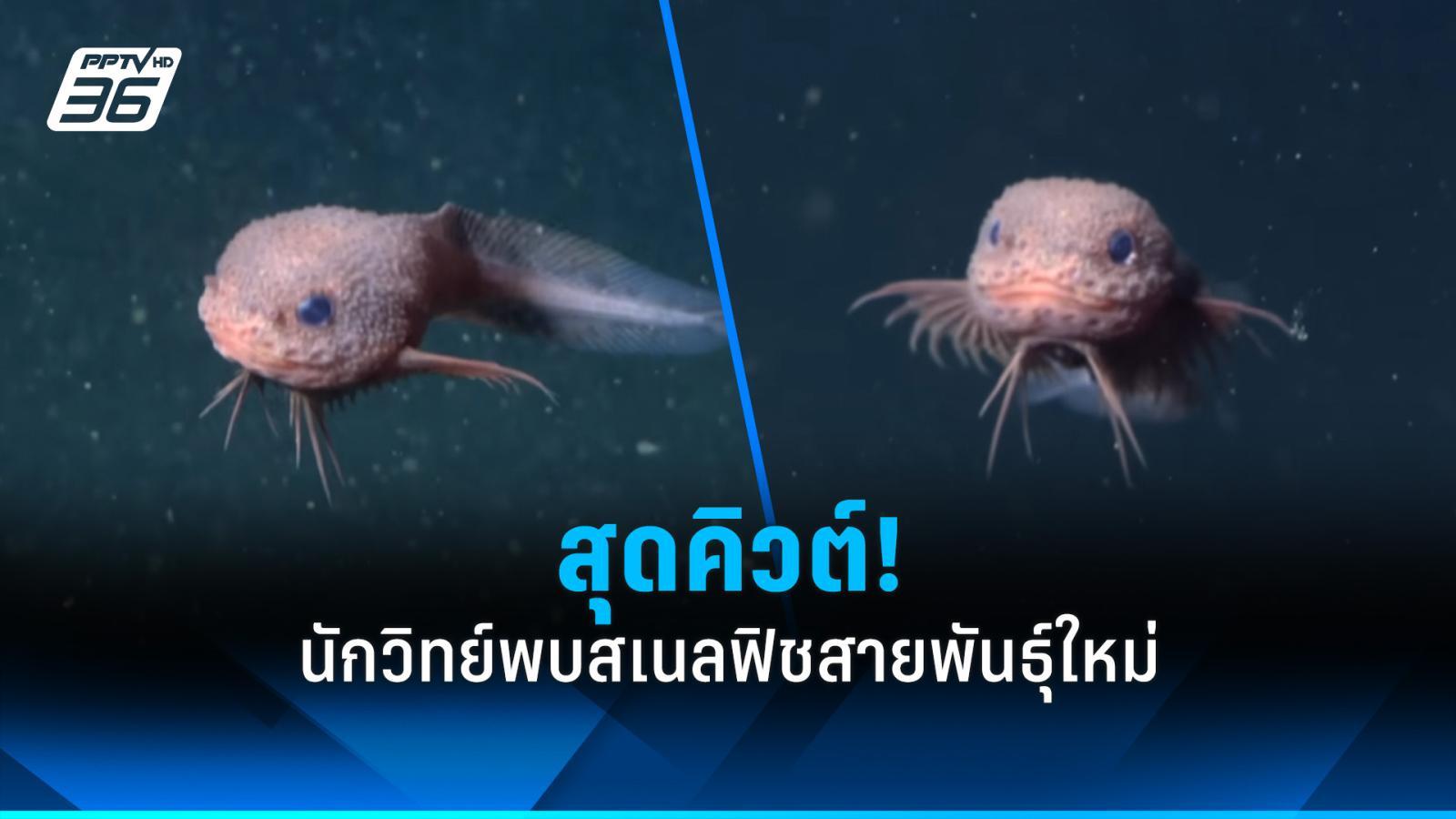 ปลาใต้ทะเลลึกไม่ได้น่ากลัวไปซะหมด!-นักวิทย์พบสเนลฟิชสายพันธุ์ใหม่สุดคิวต์