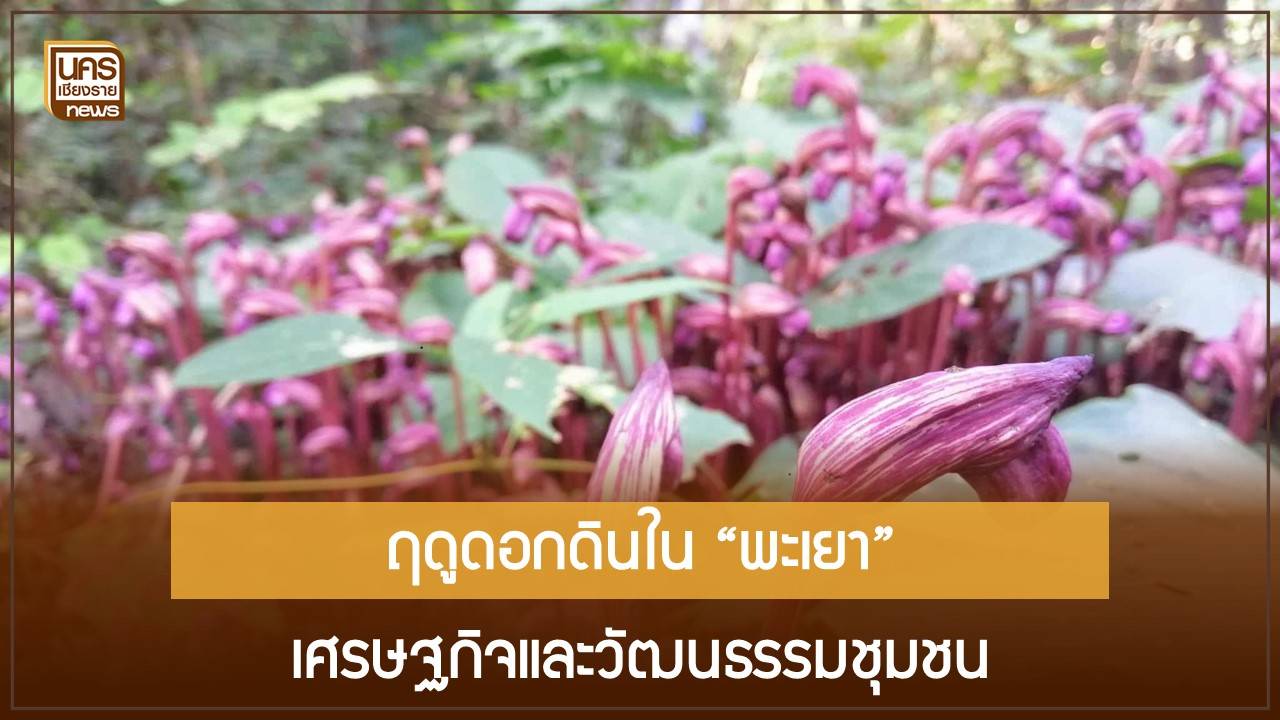 ฤดูดอกดินในพะเยา-ของดีปีละครั้งจากป่า-สู่เมนู-“ข้าวเหนียวดอกดิน”-สร้างเศรษฐกิจยั่งยืน