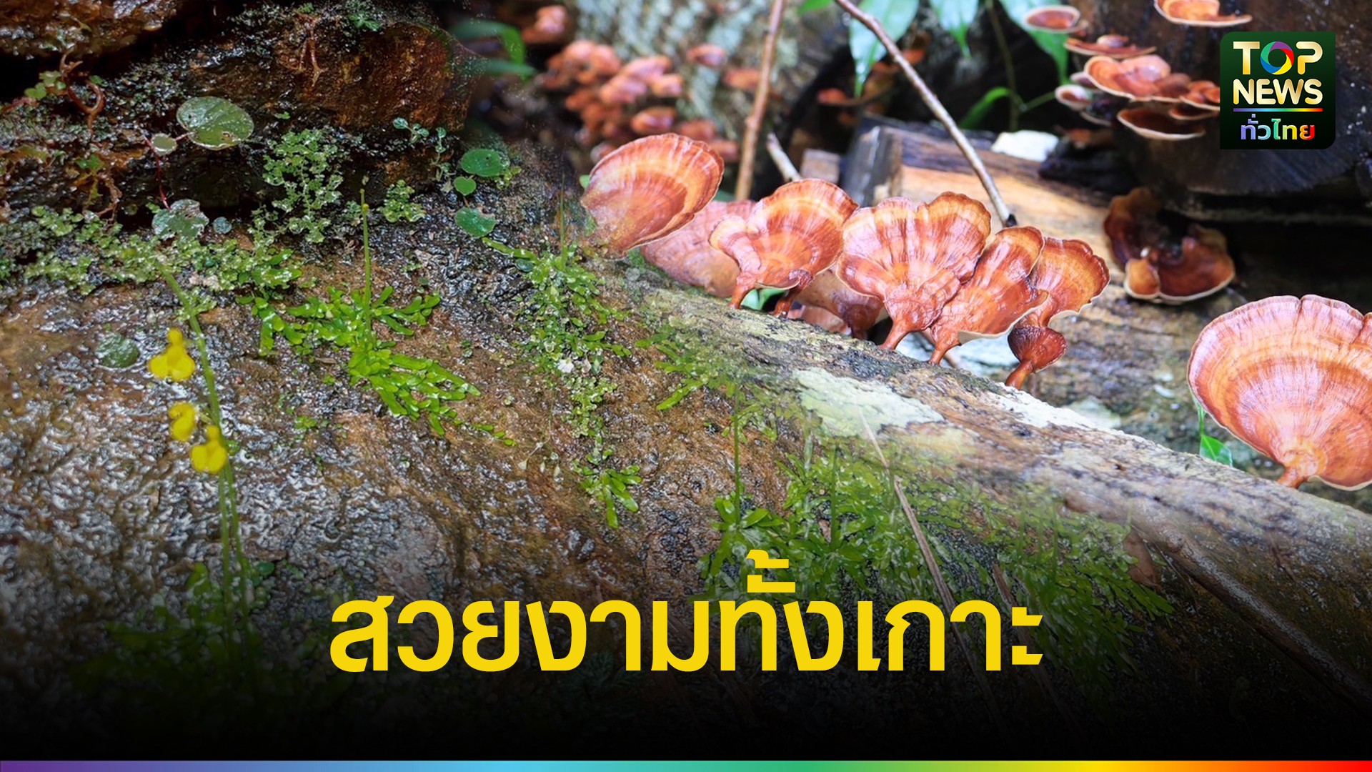 หัวหน้าอุทยานแห่งชาติหมู่เกาะช้าง แนะ นทท.กลุ่มเดินป่ารีบมาเที่ยวเกาะช้างช่วงปลายฝนต้นหนาว | TOPNEWS