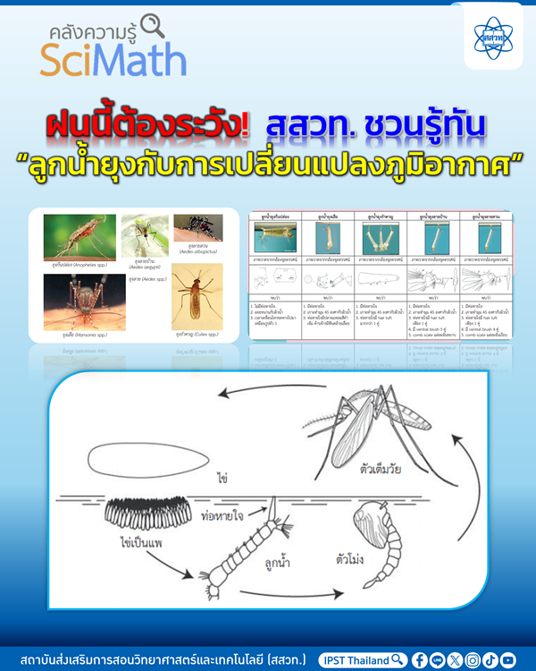 ฝนนี้ต้องระวัง!-สสวท.-ชวนรู้ทัน “ลูกน้ำยุงกับการเปลี่ยนแปลงภูมิอากาศ”