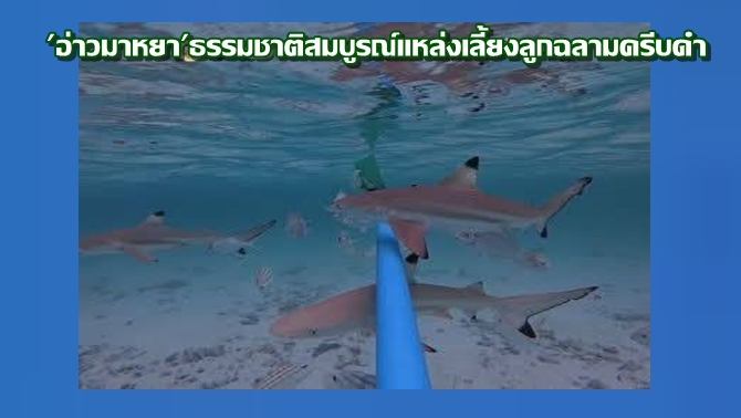 เผยผลสำรวจ-ยืนยัน-‘อ่าวมาหยา’-เป็นแหล่งเลี้ยงดูลูกฉลามที่สำคัญ-หลังพบฉลามครีบดำกว่า-118-ตัว