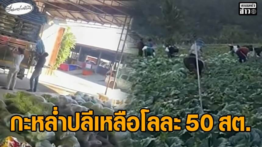 ชาวสวนน้ำตาตก-ผักราคาตกต่ำ-กะหล่ำปลีเหลือกิโลละ-50-สตางค์