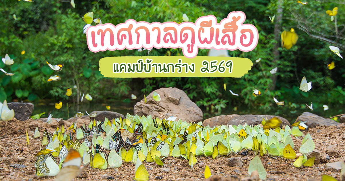 อัปเดตเทศกาลดูผีเสื้อ-แคมป์บ้านกร่าง-2569-ผีเสื้อนับพันกลางป่าแก่งกระจาน