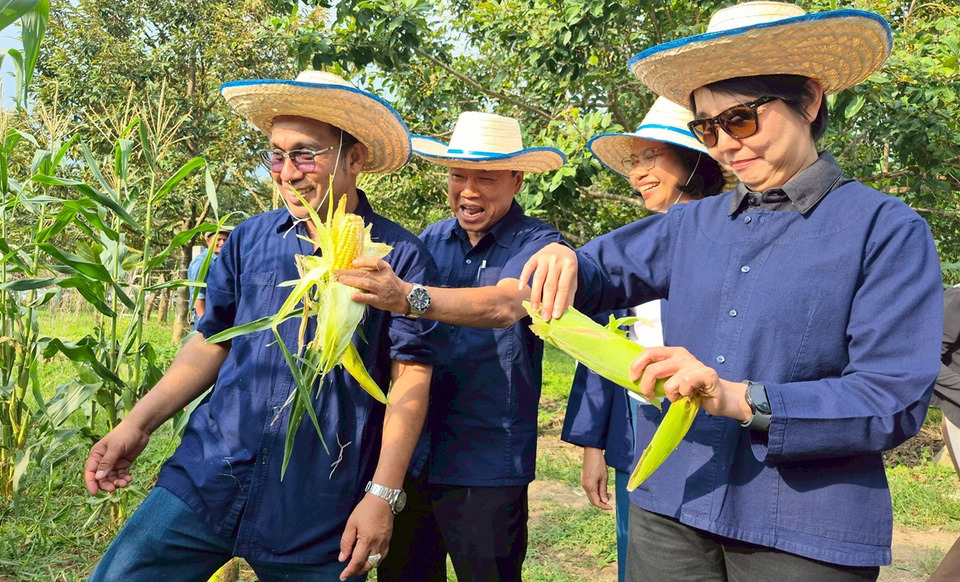 “ข้าวโพดหวานคลองสองน้ำ”-อัตลักษณ์ใหม่ท่าแพ-ชูการท่องเที่ยวเชิงเกษตรสู่ระดับประเทศ