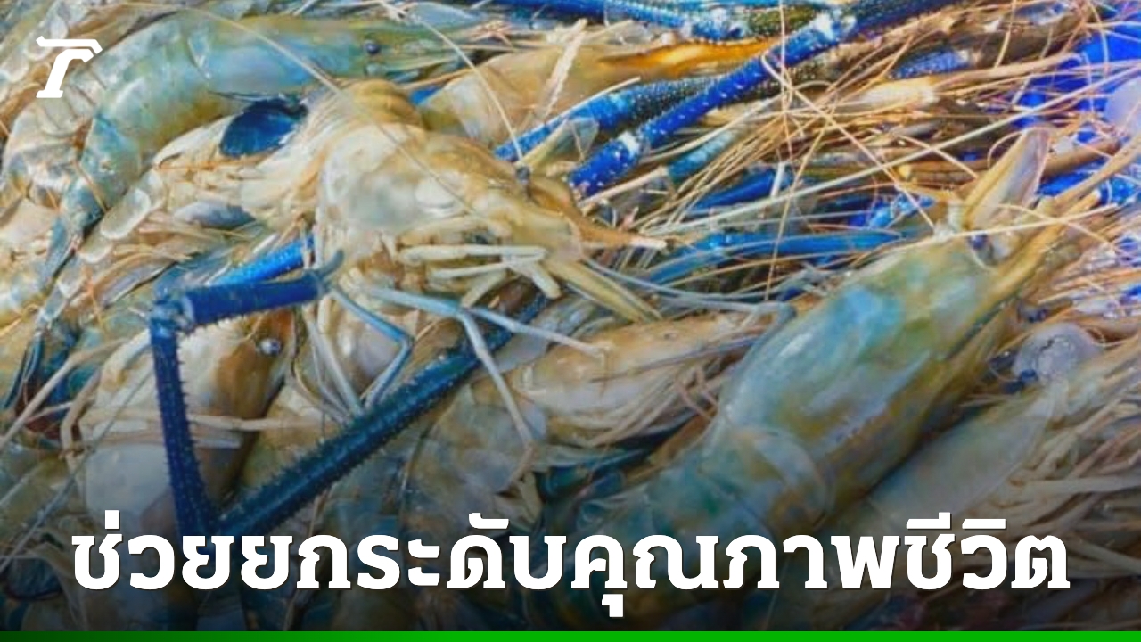 “กุ้งก้ามกราม”-เขื่อนอุบลรัตน์-จ.ขอนแก่น-ช่วยสร้างรายได้ให้เศรษฐกิจชุมชน