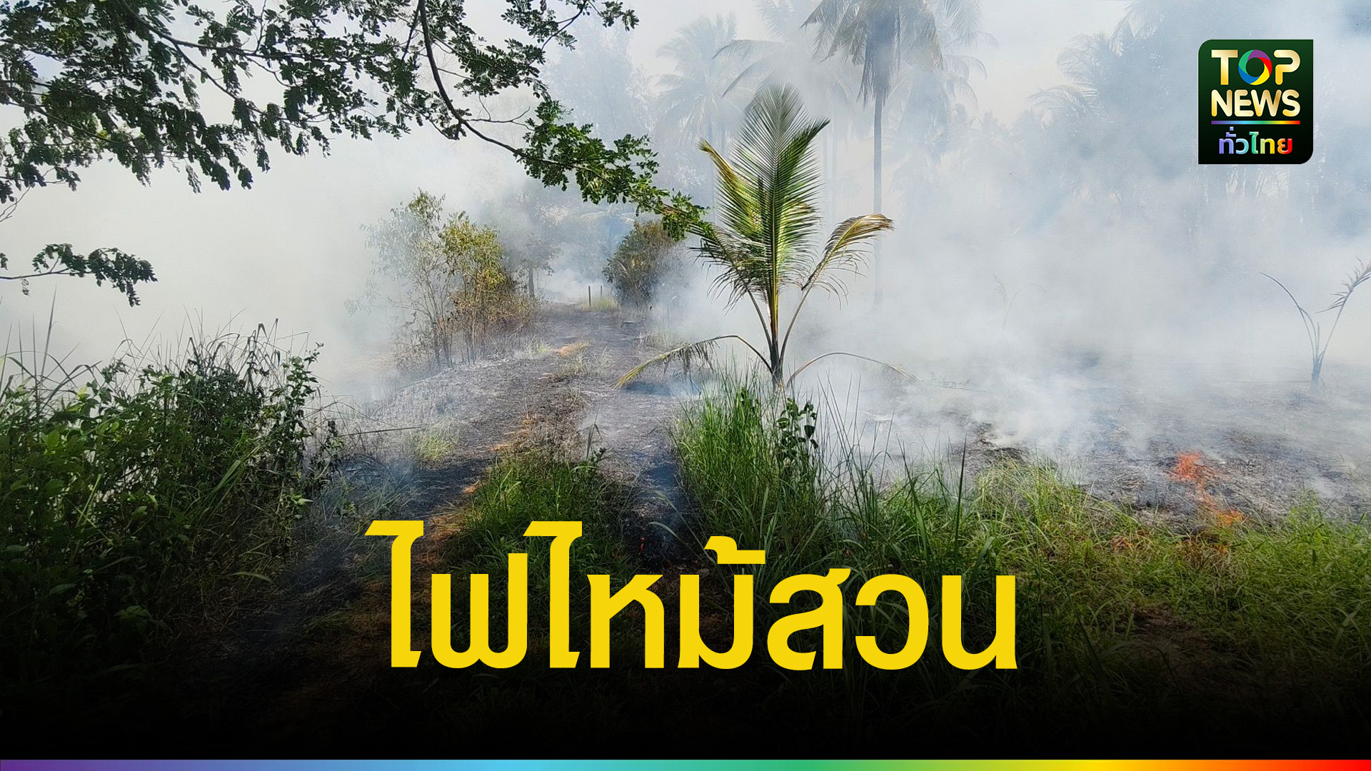 ไฟไหม้สวนปาล์ม-มะพร้าว-ลามกว่า-50-ไร่-หวิดลามย่านท่องเที่ยว-|-topnews