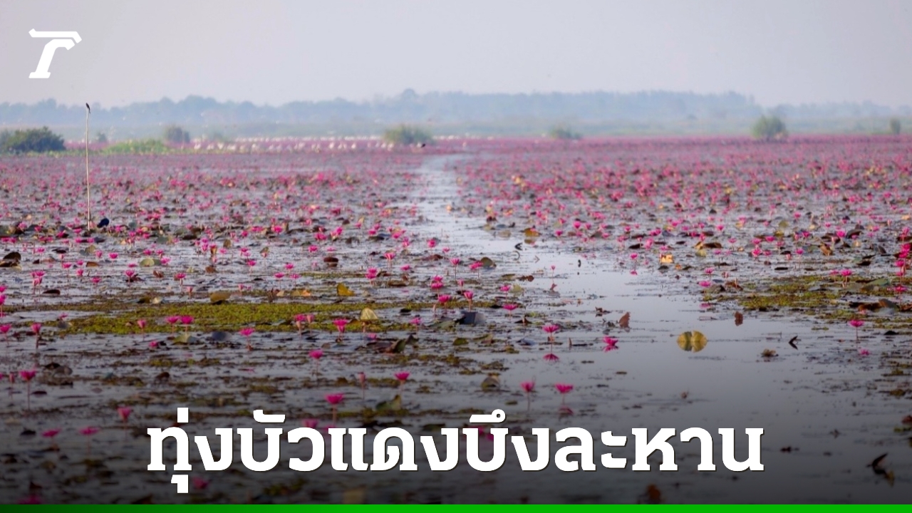 ชัยภูมิ-เปิดงานเทศกาลท่องเที่ยวทุ่งบัวแดงบึงละหาน-2569-กระตุ้นการท่องเที่ยว