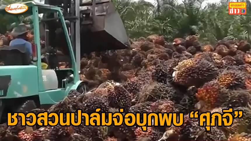 ราคาปาล์มร่วงรายวัน-ล่าสุดเหลือ-7-บาท-ชาวสวนจ่อนัดบุก-กทม.พบ-‘ศุภจี’