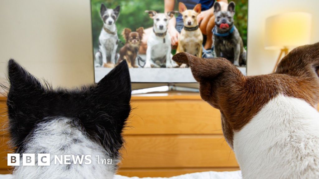 เหล่าเจ้าตูบดูทีวีจริงหรือ-และการดูทีวีมีประโยชน์ต่อพวกมันหรือไม่-–-bbc-news-ไทย