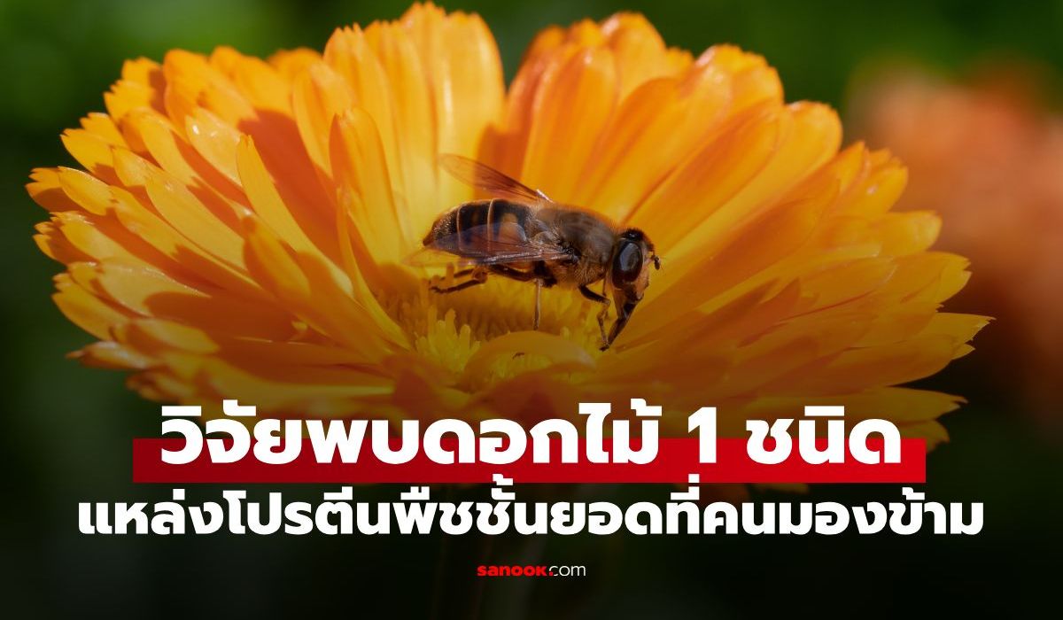 ลืมอกไก่ไปได้เลย!-นักวิจัยพบ-“ดอกไม้”-ที่คนชอบมองข้าม-คือแหล่งโปรตีนพืชชั้นยอด