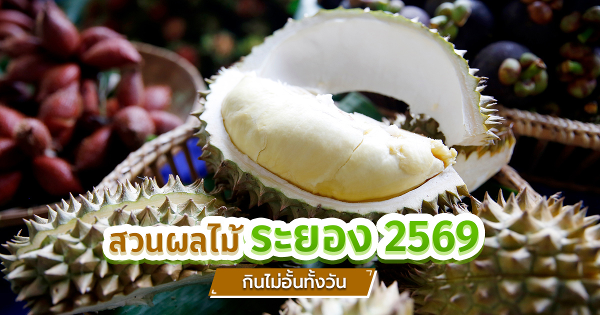 สวนผลไม้ระยอง-2569-เปิดแล้ว-!-อิ่มไม่อั้นกับทุเรียน-มังคุด-สดจากสวน