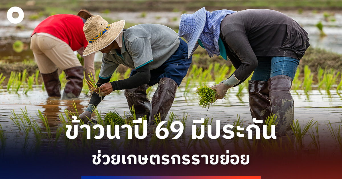 เกษตรฯ-ไฟเขียว!-ประกันภัยข้าวนาปี-69-คุ้มครองเกษตรกรรายย่อย