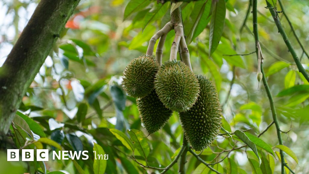 วิกฤตภัยแล้งในช่วงหน้าร้อน-ส่งผลกระทบต่อเศรษฐกิจทุเรียนขนาดไหน?-–-bbc-news-ไทย