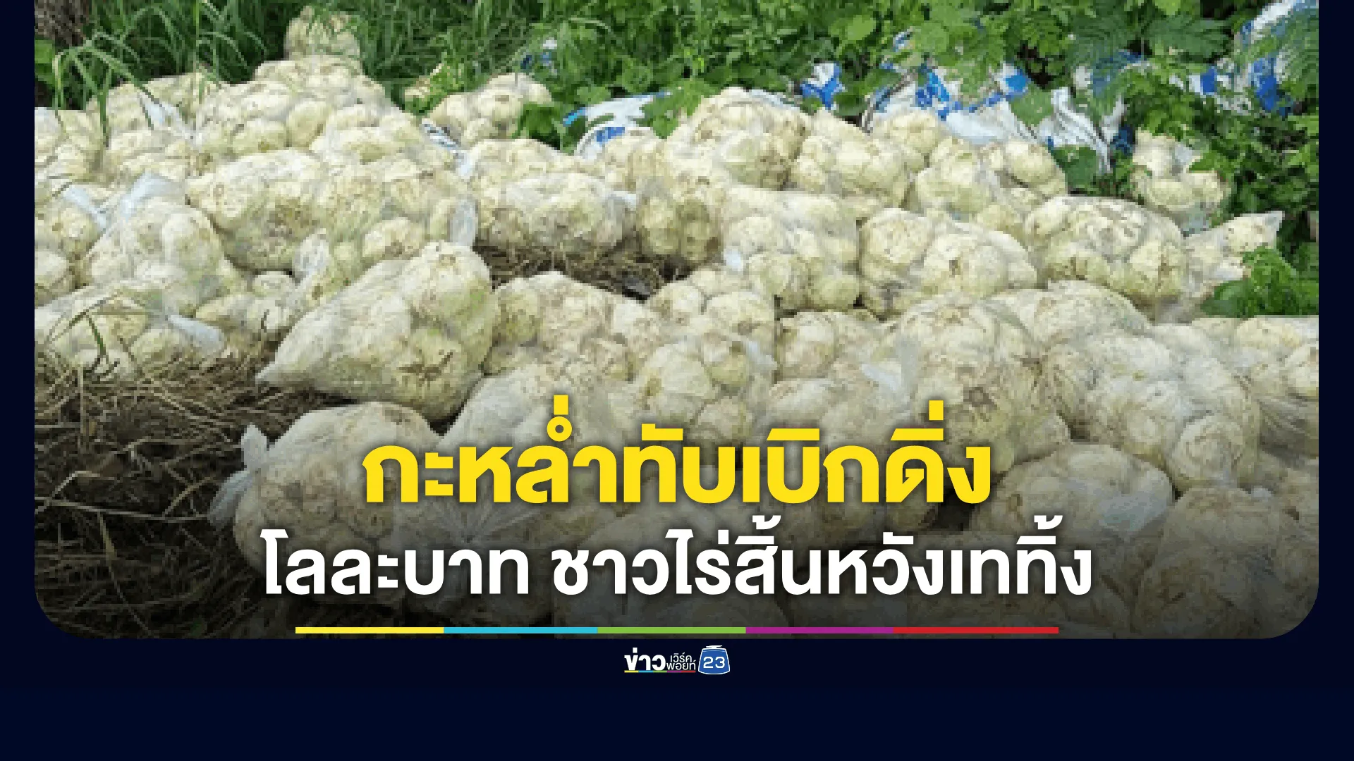 กะหล่ำปลีภูทับเบิกราคาดิ่งเหวเหลือโลละ-1-บาท-ชาวไร่สิ้นหวังขนทิ้งข้างทาง