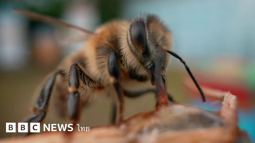 คิดค้น “ซูเปอร์ฟู้ด” สุดยอดอาหารช่วยชีวิตผึ้งน้ำหวาน – BBC News ไทย
