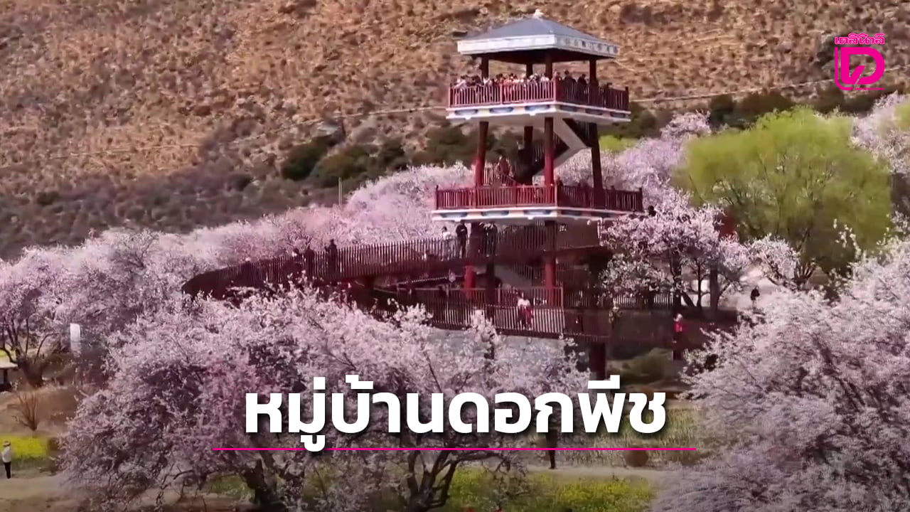 ทำความรู้จัก “กาไล” หมู่บ้านในทิเบต หลุดพ้นความยากจน ด้วยเศรษฐกิจดอกพีช (คลิป) | เดลินิวส์
