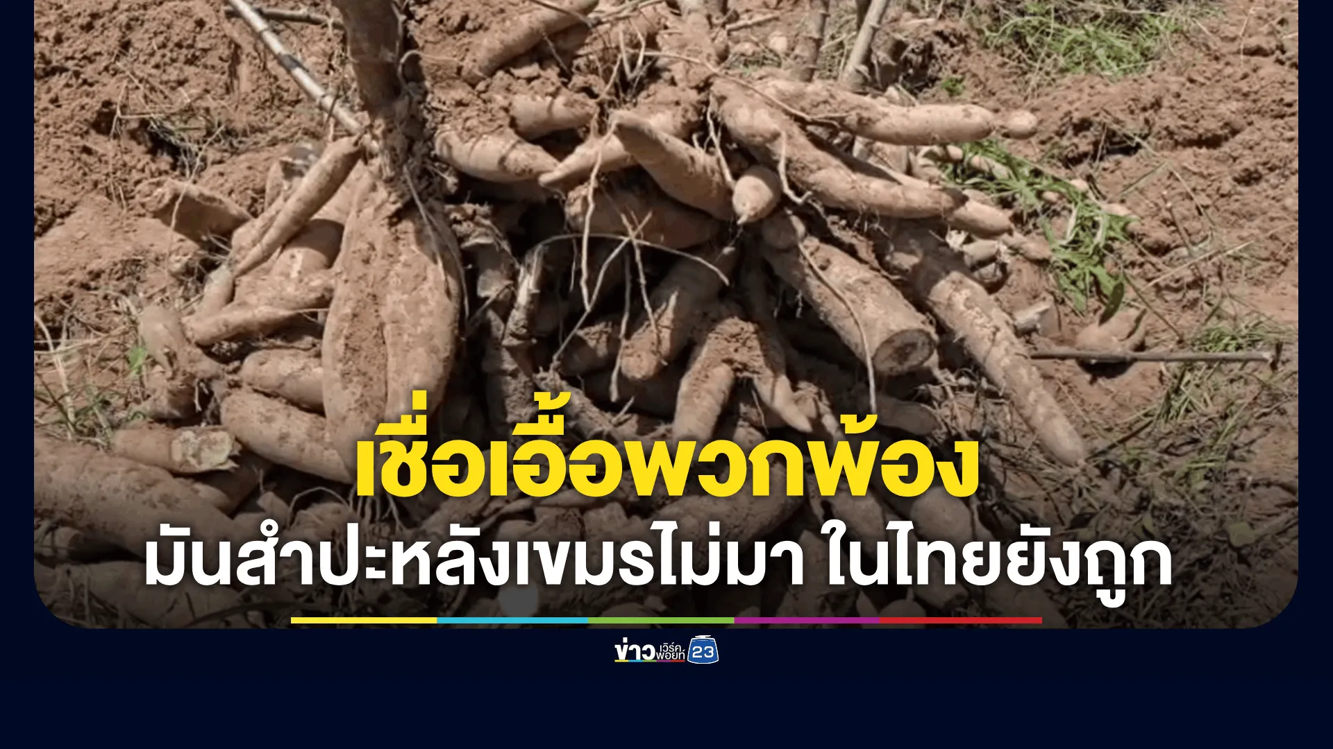 มันสำปะหลังเขมรไม่มาในไทยยังถูก-เชื่อรัฐทำกลไกเพี้ยนเอื้อพวกพ้อง