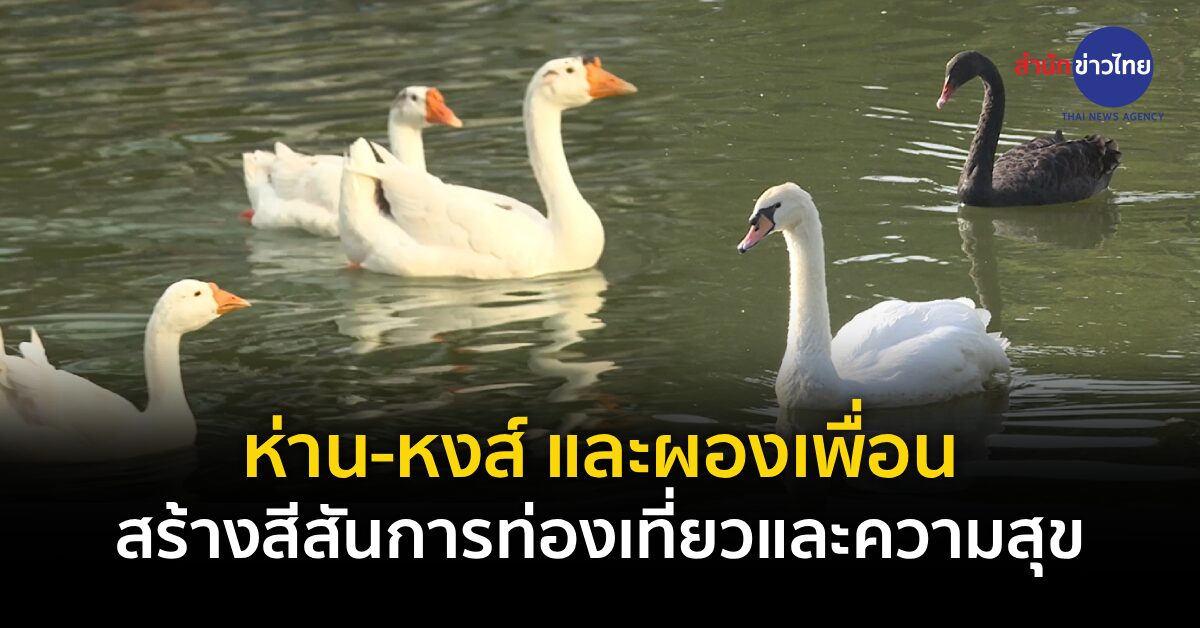 ห่าน-หงส์ และผองเพื่อน สร้างสีสันการท่องเที่ยวและความสุข