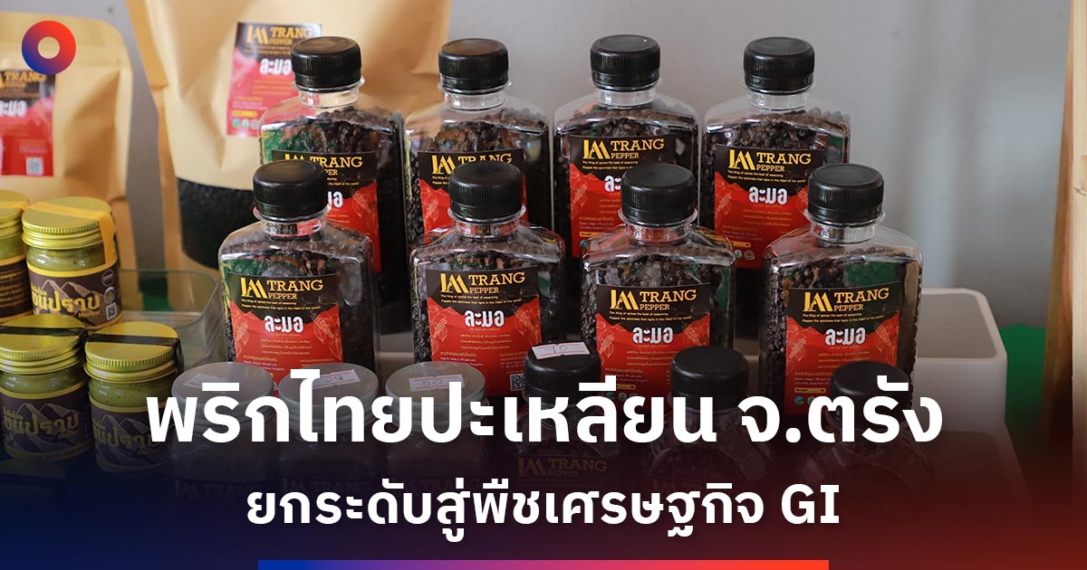 พริกไทยปะเหลียน-จ.ตรัง-ยกระดับสู่พืชเศรษฐกิจ-gi