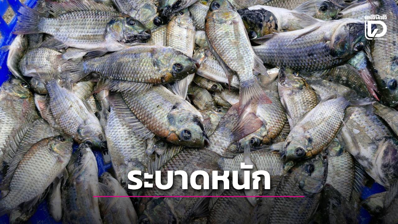 ‘ปลาหมอคางดำ’-ระบาดแหล่งท่องเที่ยวชะอำ-ประมงจังหวัดลงแขกกำจัดได้-300-กก.-|-เดลินิวส์