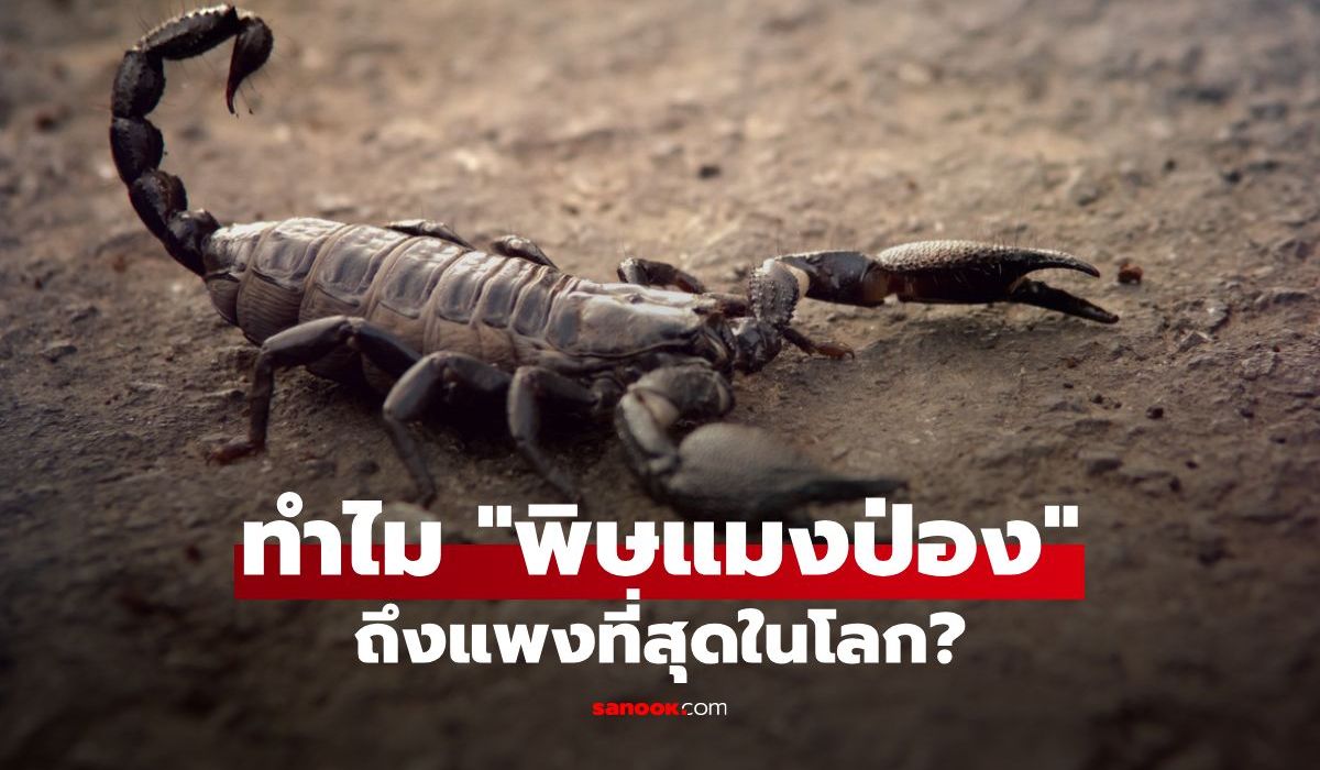 เปิดสาเหตุ!-ทำไม-“พิษแมงป่อง”-ถึงเป็นของเหลวที่แพงที่สุดในโลก