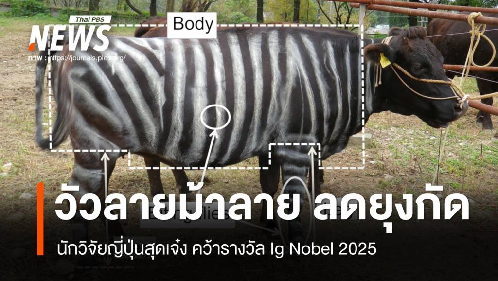 นักวิจัยญี่ปุ่นสุดเจ๋ง-“วัวทาลายม้าลาย”-ลดยุงกัด-คว้า-ig-nobel-2025