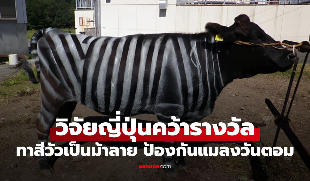 นักวิจัยญี่ปุ่นคว้ารางวัล-“อิกโนเบล”-ผลงานทาสีวัวเป็นม้าลาย-มีประโยชน์จริงไม่จ้อจี้!