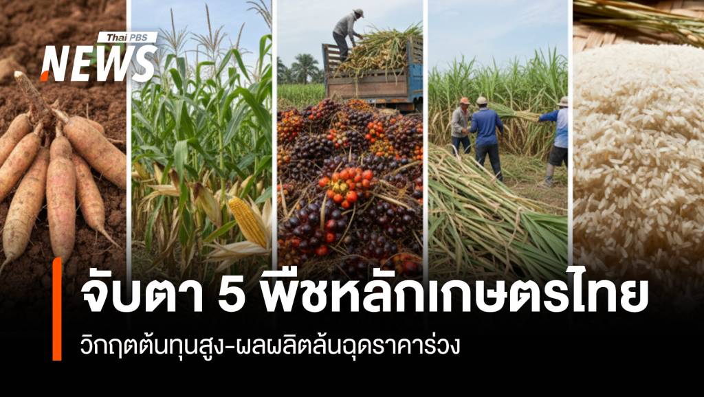 จับตา-5-พืชหลักเกษตรไทย-วิกฤตต้นทุนสูง-ผลผลิตล้นฉุดราคาร่วง