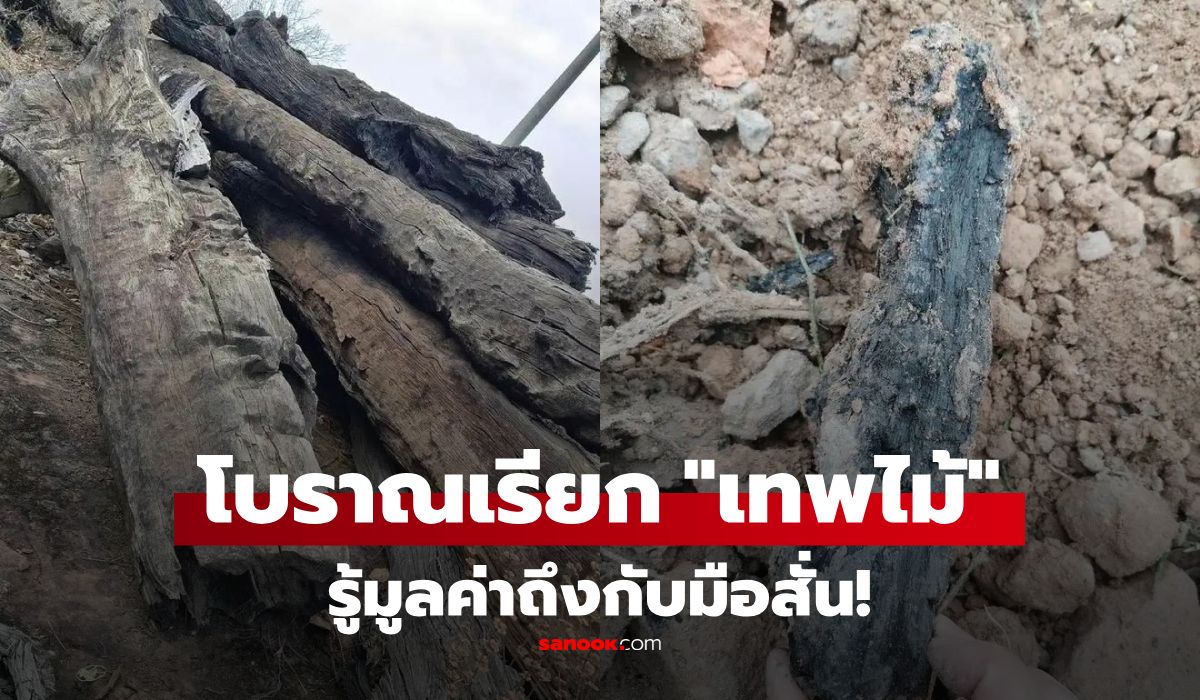 รู้ราคาถึงกับมือสั่น!-ขุดนาเจอต้นไม้ยาว-20-เมตร-ส่งกลิ่นหอมฟุ้ง-ตร.สั่งปิดล้อมพื้นที่ทันที