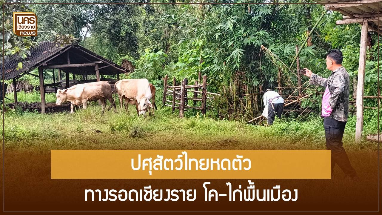 ฐานเกษตรกรหดตัว-4.35%-เชียงรายเร่งวางทางรอดโคเนื้อ-ไก่พื้นเมืองชุมชน