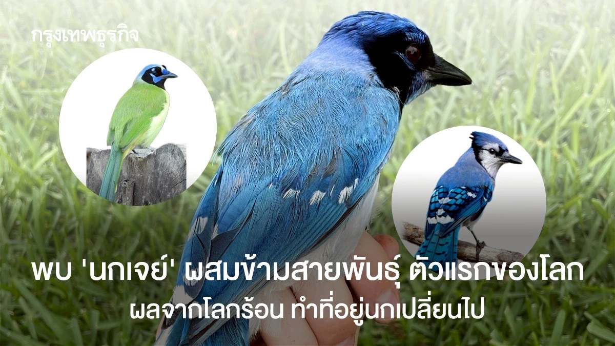 พบ-‘นกเจย์’-ผสมข้ามสายพันธุ์-ตัวแรกของโลก-ผลจากโลกร้อน-ทำที่อยู่นกเปลี่ยนไป