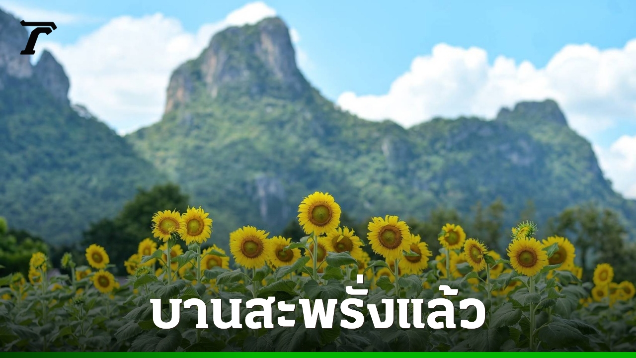 “ทุ่งทานตะวัน”-แปลงแรกของลพบุรี-บานสะพรั่งแล้ว-รอรับนักท่องเที่ยวช่วงวันหยุดยาว
