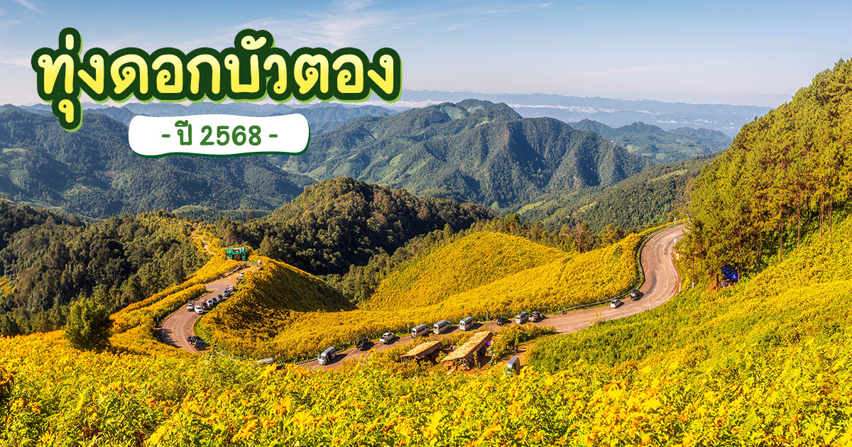 ชมความงามทุ่งดอกบัวตอง-2568-พร้อมพิกัดเด็ดทั่วไทย