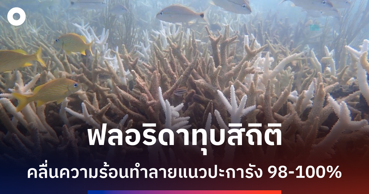 ปะการังฟลอริดาใกล้สูญพันธุ์หลังคลื่นความร้อนทำลายร้ายแรง