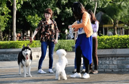 เศรษฐกิจสัตว์เลี้ยง-(pet-economy)-บูมอย่างมากในจีน-มีมูลค่าตลาดสูงและเติบโตขึ้นอย่างต่อเนื่อง-สคต.คุนหมิง