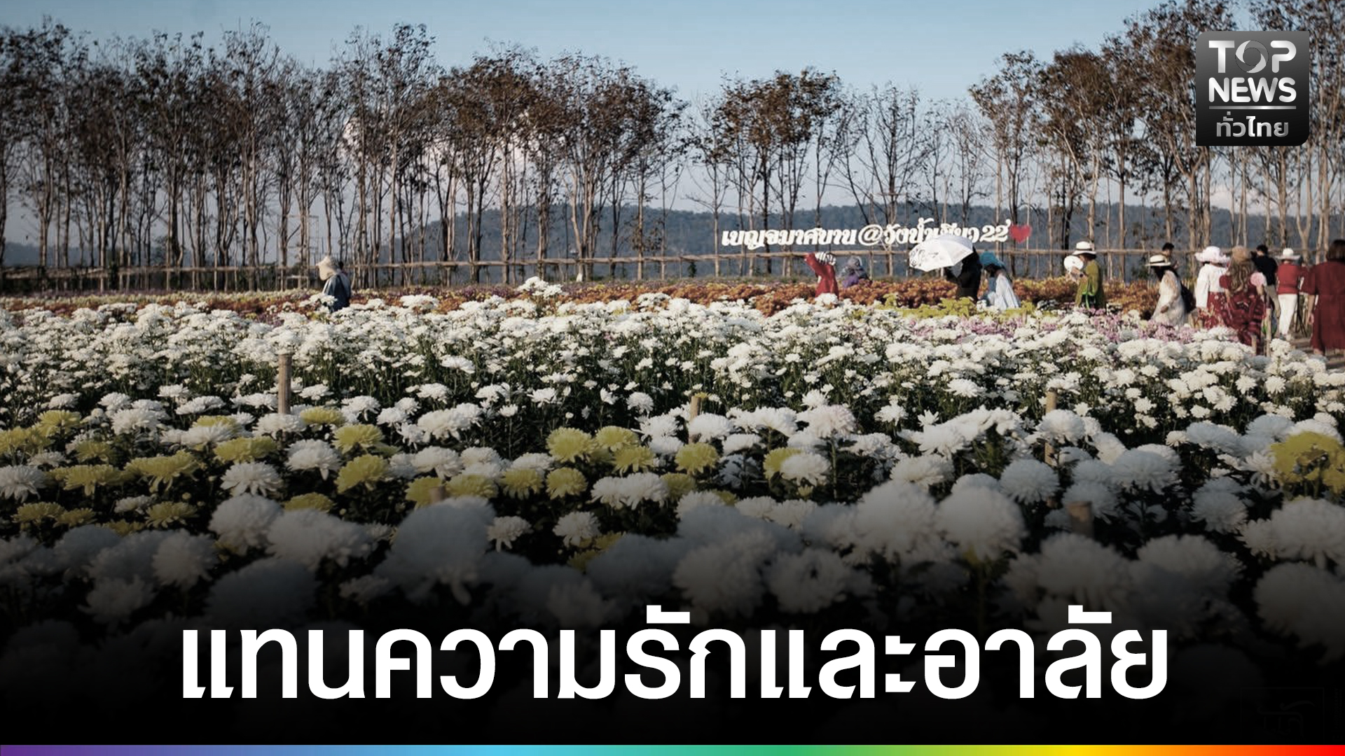 วังน้ำเขียวพร้อมจัด-“เบญจมาศบานในม่านหมอก-ครั้งที่-24”-แปลงปลูกรูปหัวใจ-แทนรักและอาลัยแด่พระบรมราชชนนีพันปีหลวง-|-topnews