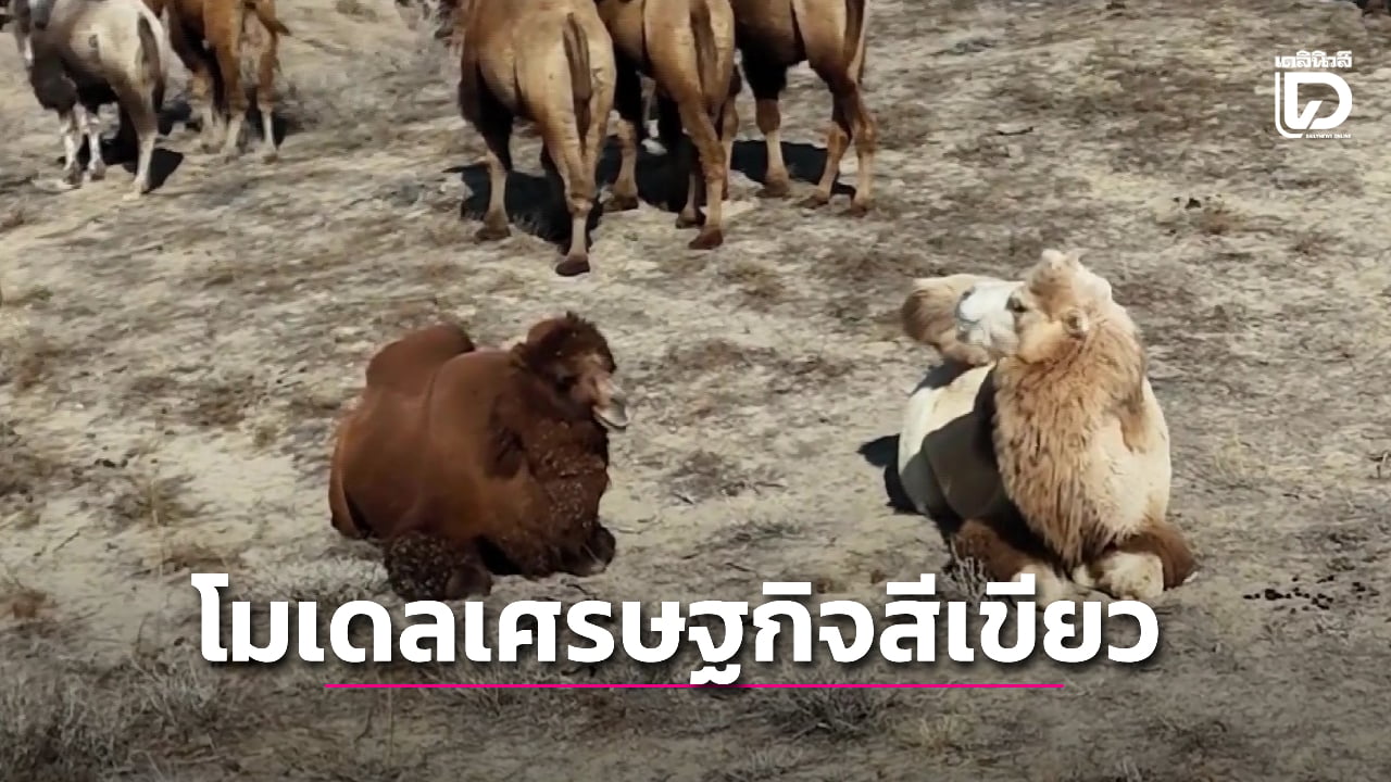 อุตสาหกรรมนมอูฐ-ขับเคลื่อนเศรษฐกิจซินเจียง-สร้างการจ้างงาน-ยกระดับรายได้-(คลิป)-|-เดลินิวส์
