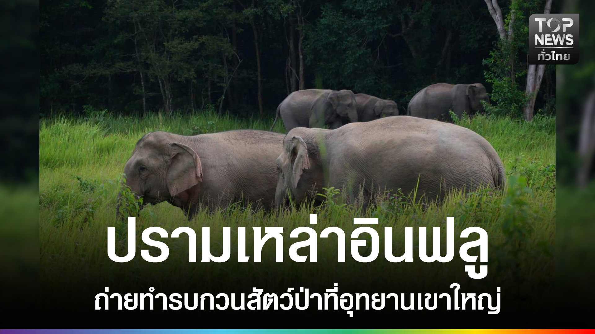 อุทยานเขาใหญ่-ปรามอินฟลู-ไปถ่ายทำรบกวนสัตว์ป่าในช่วงหากิน-|-topnews
