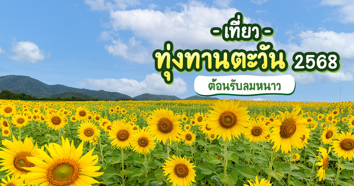 เช็กอินทุ่งทานตะวัน-2568-บานรับลมหนาว-ถ่ายรูปสวยสุดปัง