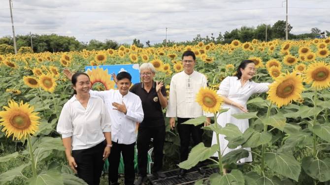 ทุ่งทานตะวันและคอสมอสบานสะพรั่งที่ลพบุรี-พร้อมต้อนรับนักท่องเที่ยว