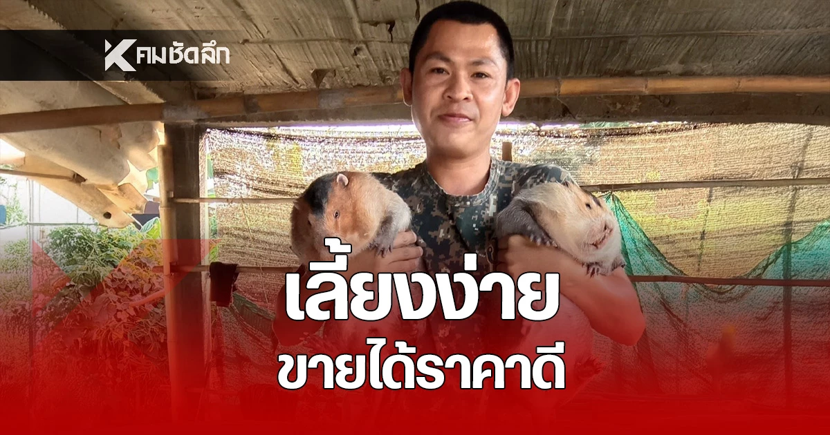 รวยเงียบไม่บอกใคร-“อ้น”-สัตว์เศรษฐกิจตัวใหม่แห่งภาคเหนือ-เลี้ยงง่ายราคาดี