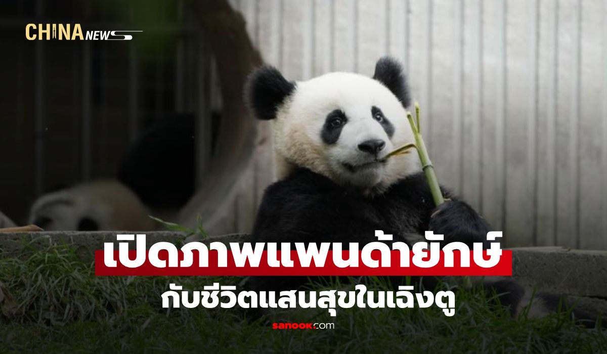ฉากชีวิตแสนสุขของ-“แพนด้ายักษ์”-ในเฉิงตู-น่ารักใจละลายทุกภาพ