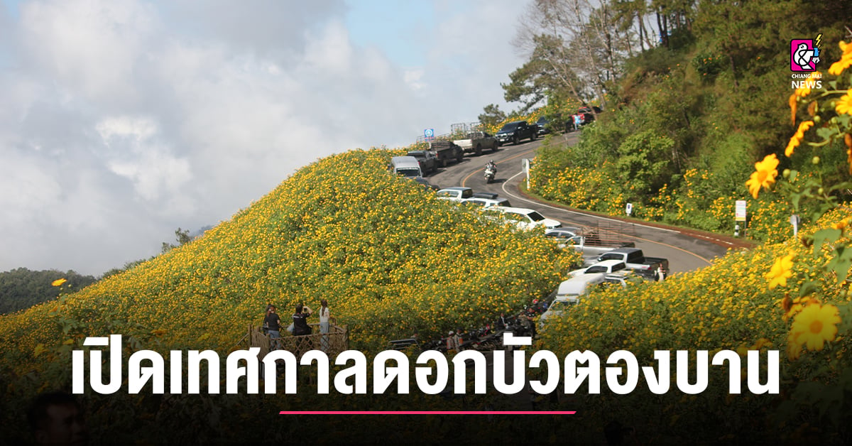 เปิดแล้วเทศกาลดอกบัวตองบานที่-ดอยแม่อูคอ-อขุนยวม-จ.แม่ฮ่องสอน