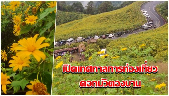 แม่ฮ่องสอนเปิดเทศกาลการท่องเที่ยวดอกบัวตองบาน-ที่ดอยแม่อูคอ