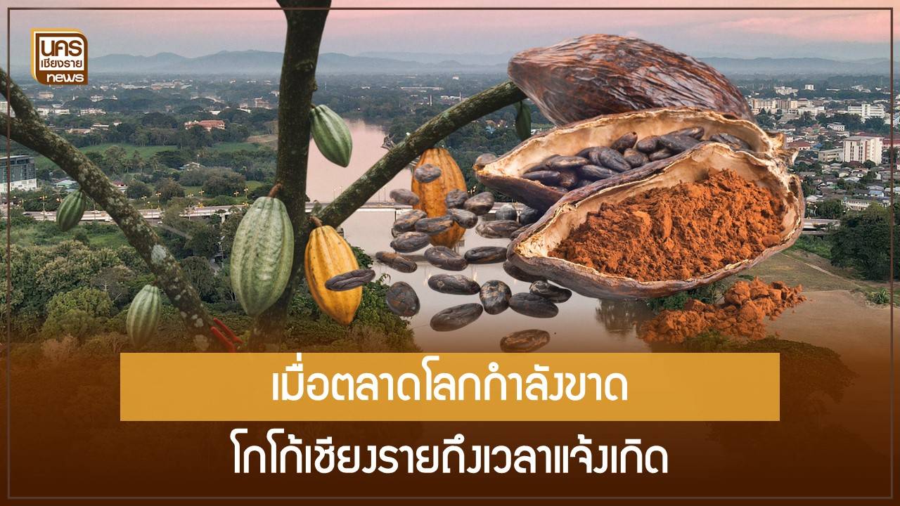 ท่ามกลางวิกฤตโกโก้โลก-ไทยฉวยโอกาส-ปั้นคลัสเตอร์เชียงราย-เน้นแปรรูป-คุณภาพสูง