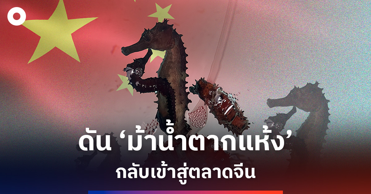 ก.เกษตรฯ-ดัน-‘ม้าน้ำตากแห้ง’-กลับเข้าสู่ตลาดจีน