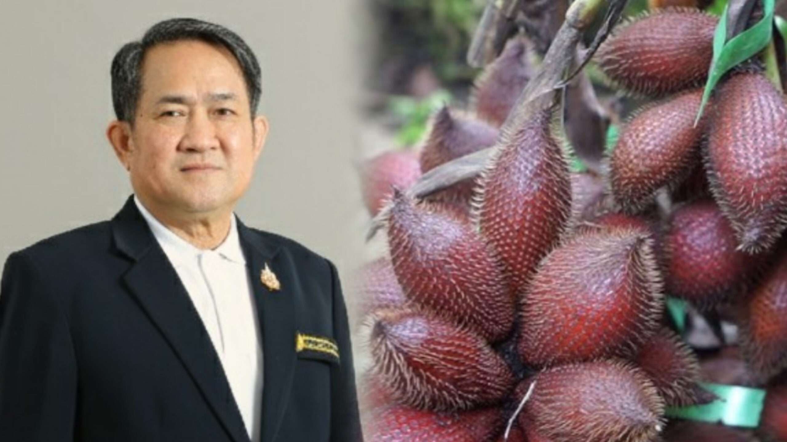 พัทลุงหนุนสละพันธุ์สุมาลี-พืชเศรษฐกิจสำคัญปี-68-สร้างมูลค่ากว่า-203.52-ล้านบาท