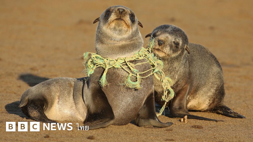 เปิดผลการศึกษาภัยพลาสติกต่อสัตว์ในทะเล-อันตรายกว่าที่คิด-–-bbc-news-ไทย