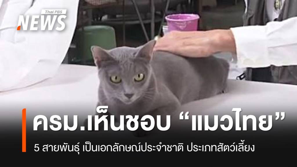 ครม.เห็นชอบ-“แมวไทย”-5-สายพันธุ์-เป็นเอกลักษณ์ประจำชาติ-ประเภทสัตว์เลี้ยง